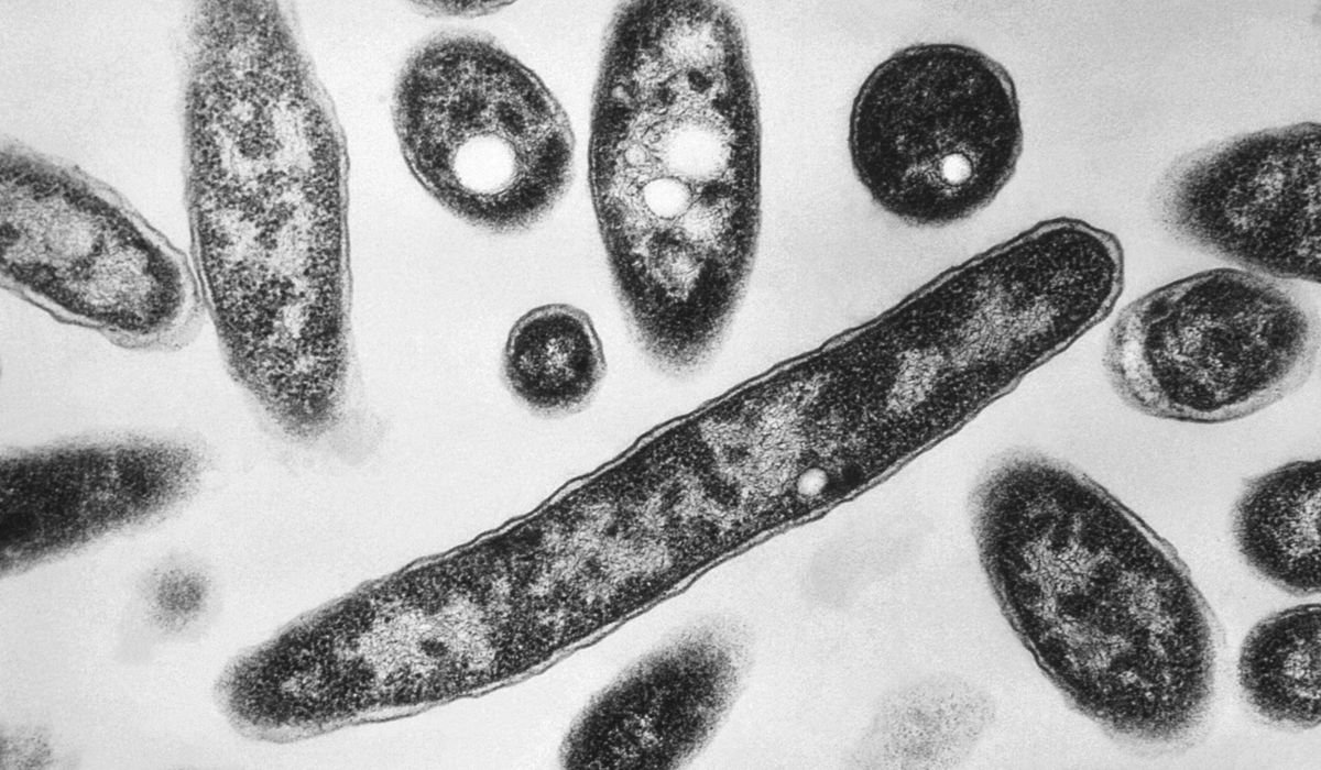 Legionella found at federal building that holds ICE detainees in Baltimore