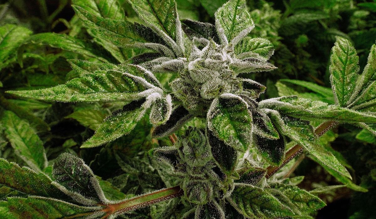 Trump administration designates medical marijuana as a lower-risk drug