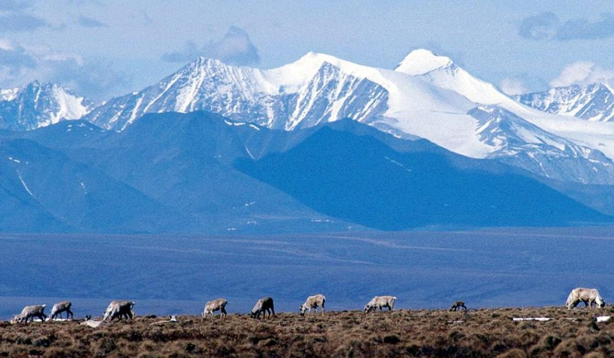 Trump aims for more drill, baby, drill in Alaska, with auction in June