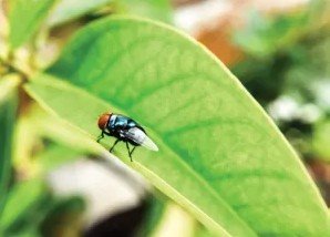 Border patrol deploys heat-sensing drones to track animals infected with screwworms